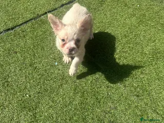 French Bulldog dogs ✨Fluffy French Bulldogs✨ - Advert 7