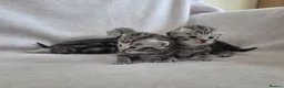 British Shorthair cats for sale: Original BSH Silver Tabby kittens  - Advert 25