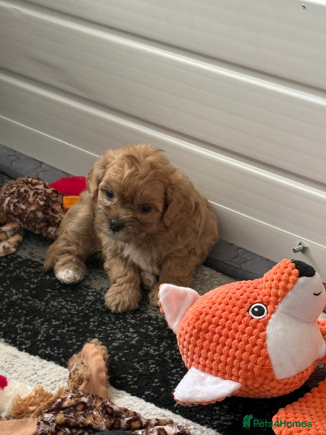 Maltipoo dogs for sale: Outstanding Malshipoo puppies - Image 29