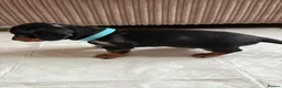 Dachshund dogs for sale: Miniature/Half-Miniature Dachshund Puppies  in Chatham - Advert 10