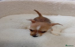 Chorkie dogs for sale: Chihuahua x Yorkshire terrier  - Image 13