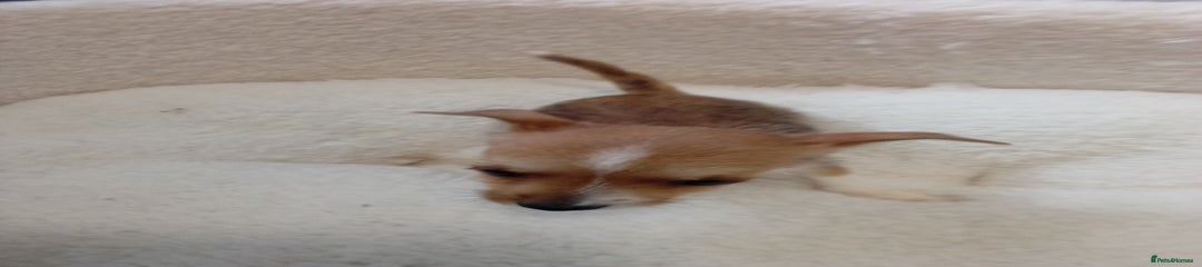 Chorkie Puppy 4