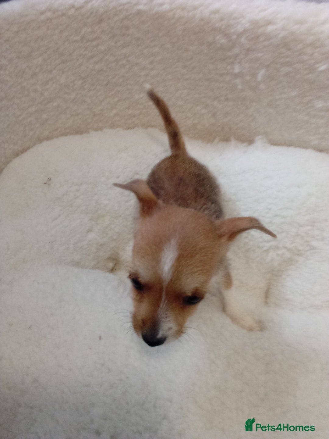 Chorkie dogs for sale: Chihuahua x Yorkshire terrier  - Image 13