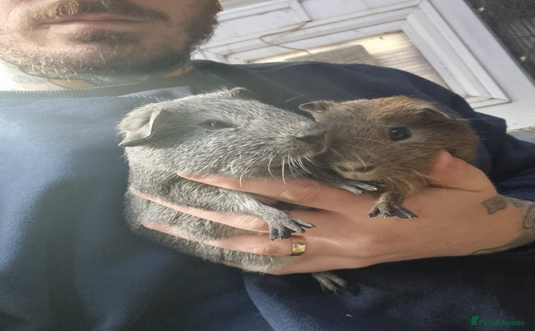 Guinea Pig rodents baby male guinea pigs  - Advert 7