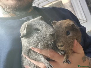 Guinea Pig rodents baby male guinea pigs - Advert 11