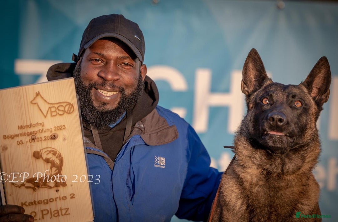 Belgian Shepherd Dog dogs for stud: CHANCE MR3 Vice Champion PSA2 at STUD - Advert 12