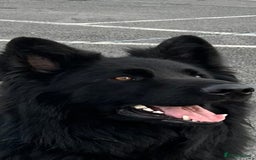 German Shepherd dogs for stud: Old-fashioned type German Shephed Stud Boy  - Image 2