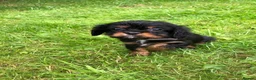 Cavalier King Charles Spaniel dogs for sale: Cavalier King Charles puppies  - Advert 6