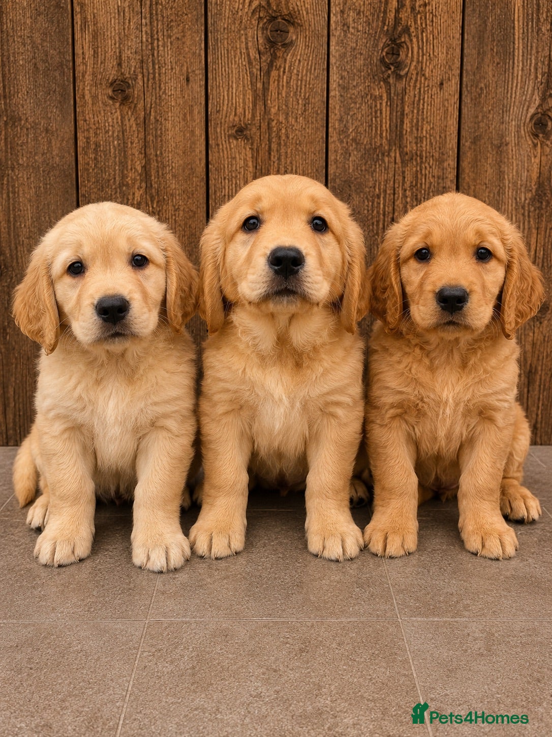 Golden Retriever dogs KC Registered Golden Retrievers  - Advert 1