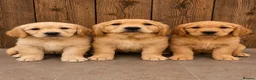 Golden Retriever dogs for sale: KC Registered Golden Retrievers  in Taunton - Advert 1