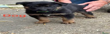 German Shepherd 4