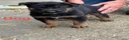 German Shepherd dogs for sale: German Shepherd Pups  - Advert 3
