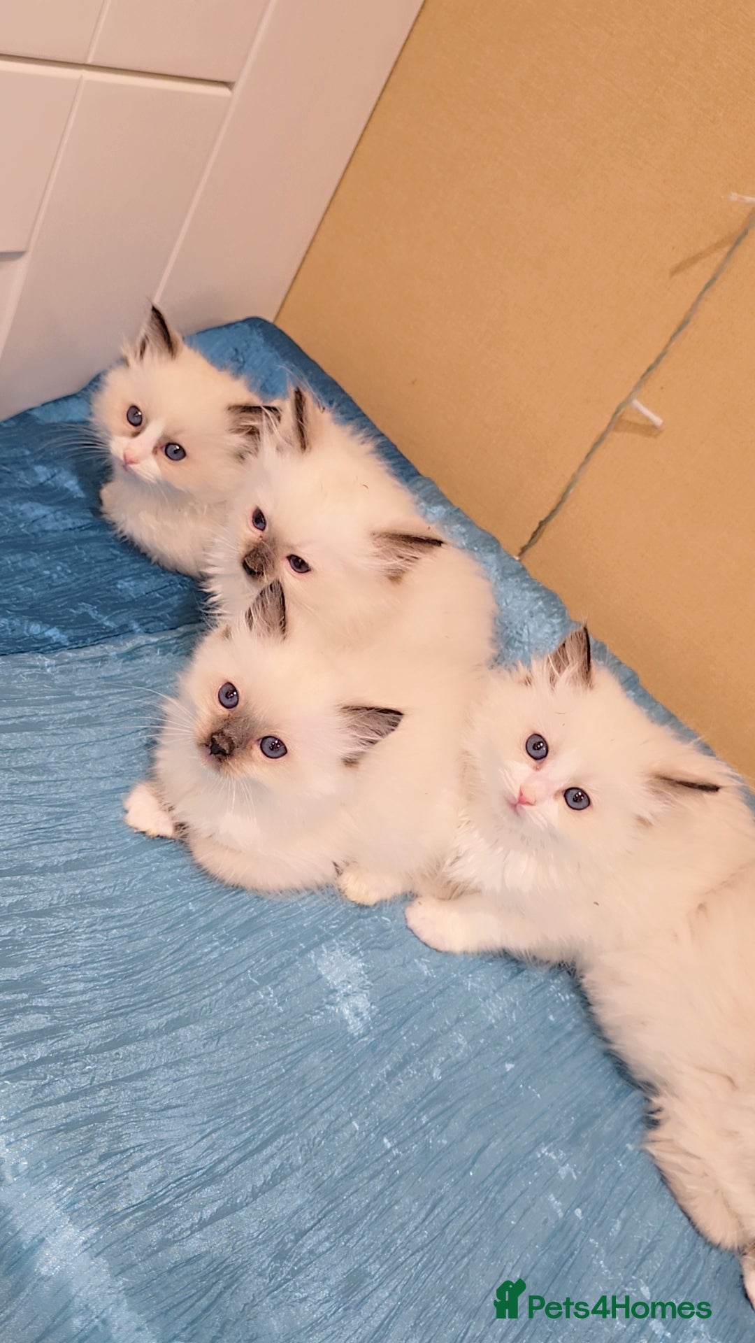 Ragdoll cats for sale: TICA REGISTERED KITTENS/Active - Advert 3