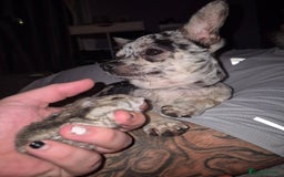 Chihuahua dogs for sale: Beautiful chiuaha - Image 1