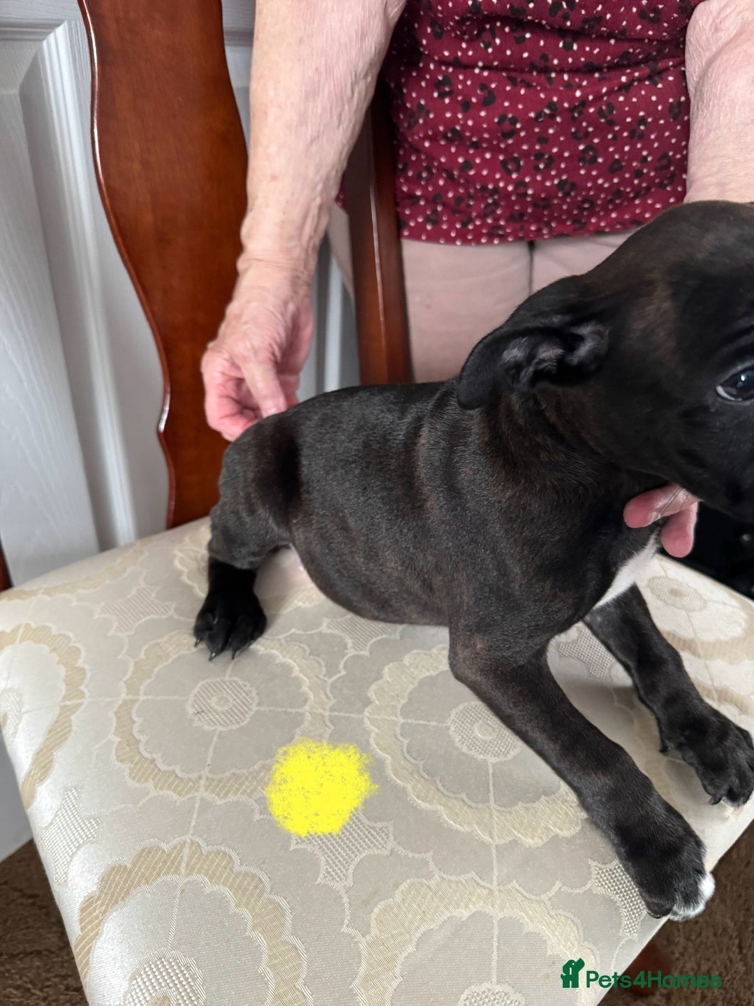 Staffordshire Bull Terrier dogs for sale: Staffordshire Bull Terrier Puppies - Image 6