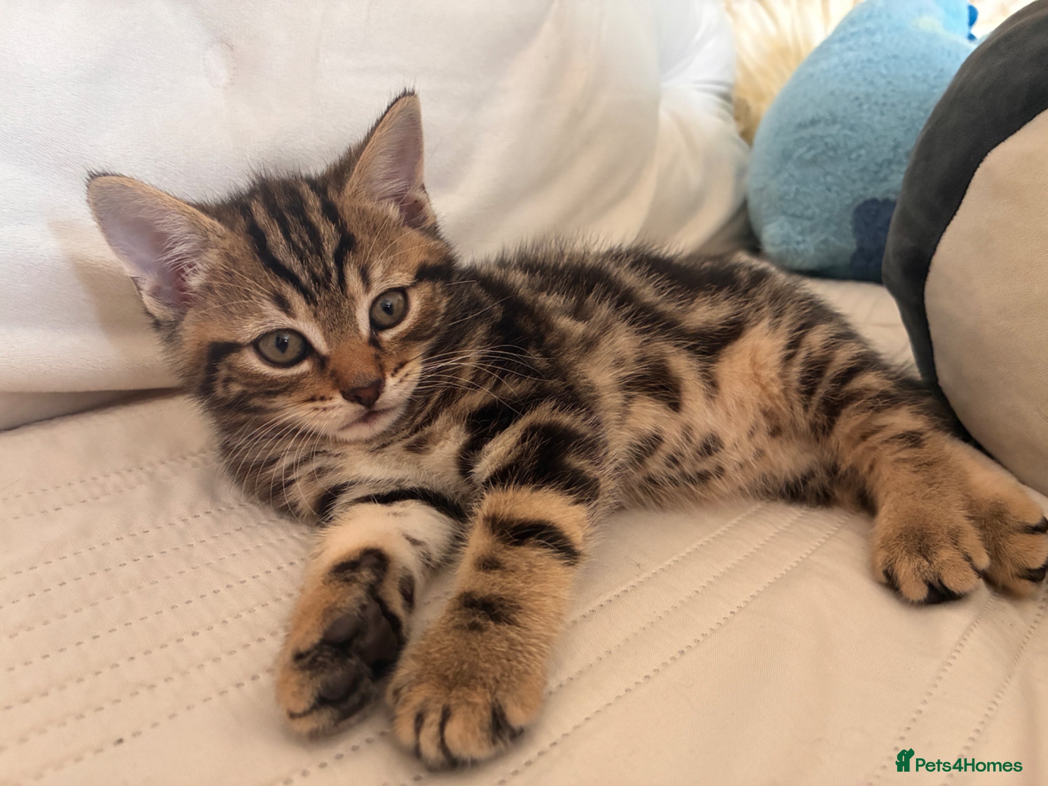 Bombay cats for sale: Mr at home in London - Advert 1