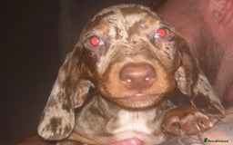 Dachshund dogs for sale: FEMALE CHOC DAPPLE AVAILABLE  - Image 4