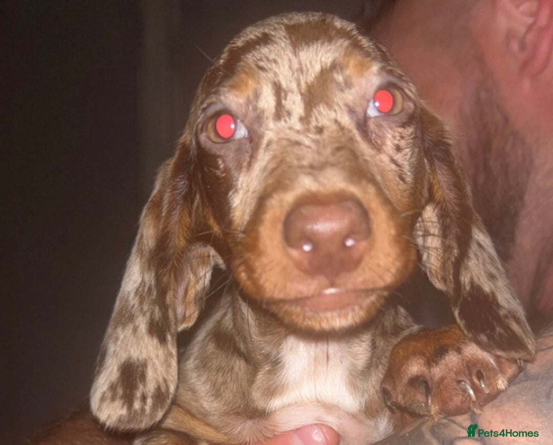 Dachshund dogs for sale: FEMALE CHOC DAPPLE AVAILABLE  - Image 4