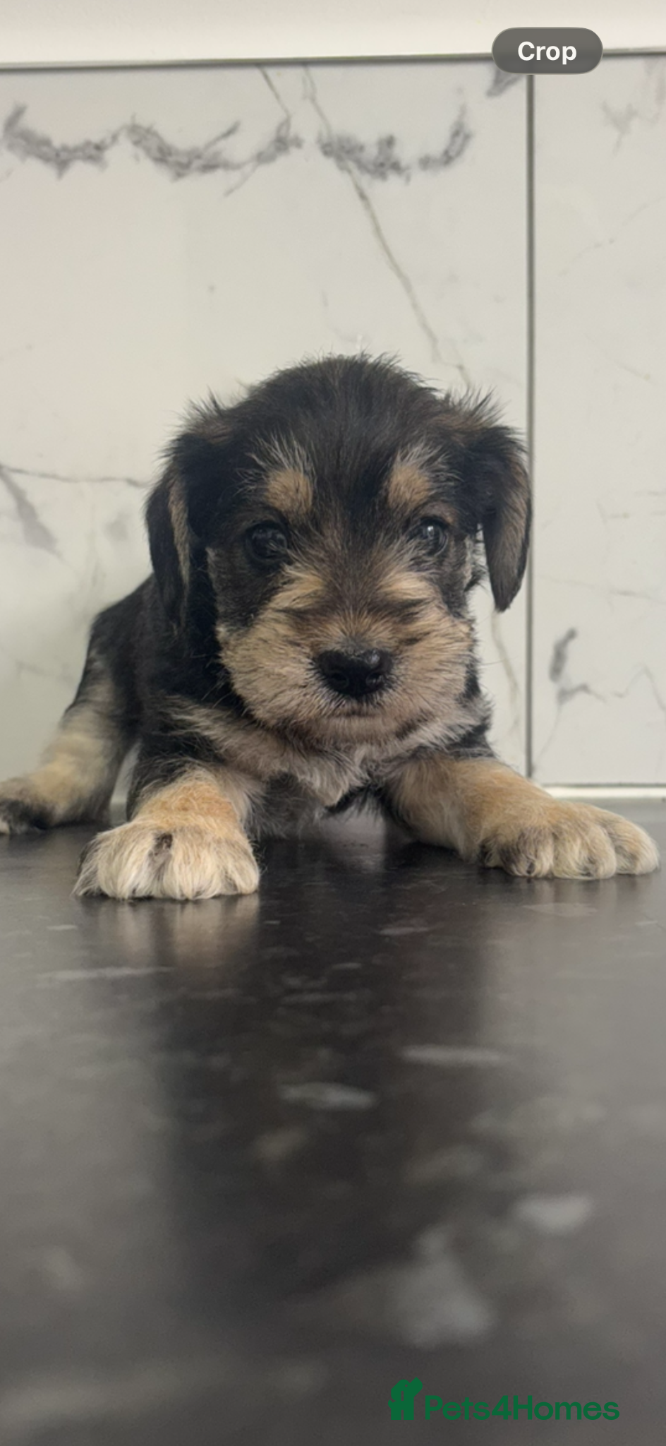 Yorkiepoo dogs for sale: 🐶Mini Yorkipoo puppies (toy size)🐶 - Advert 6