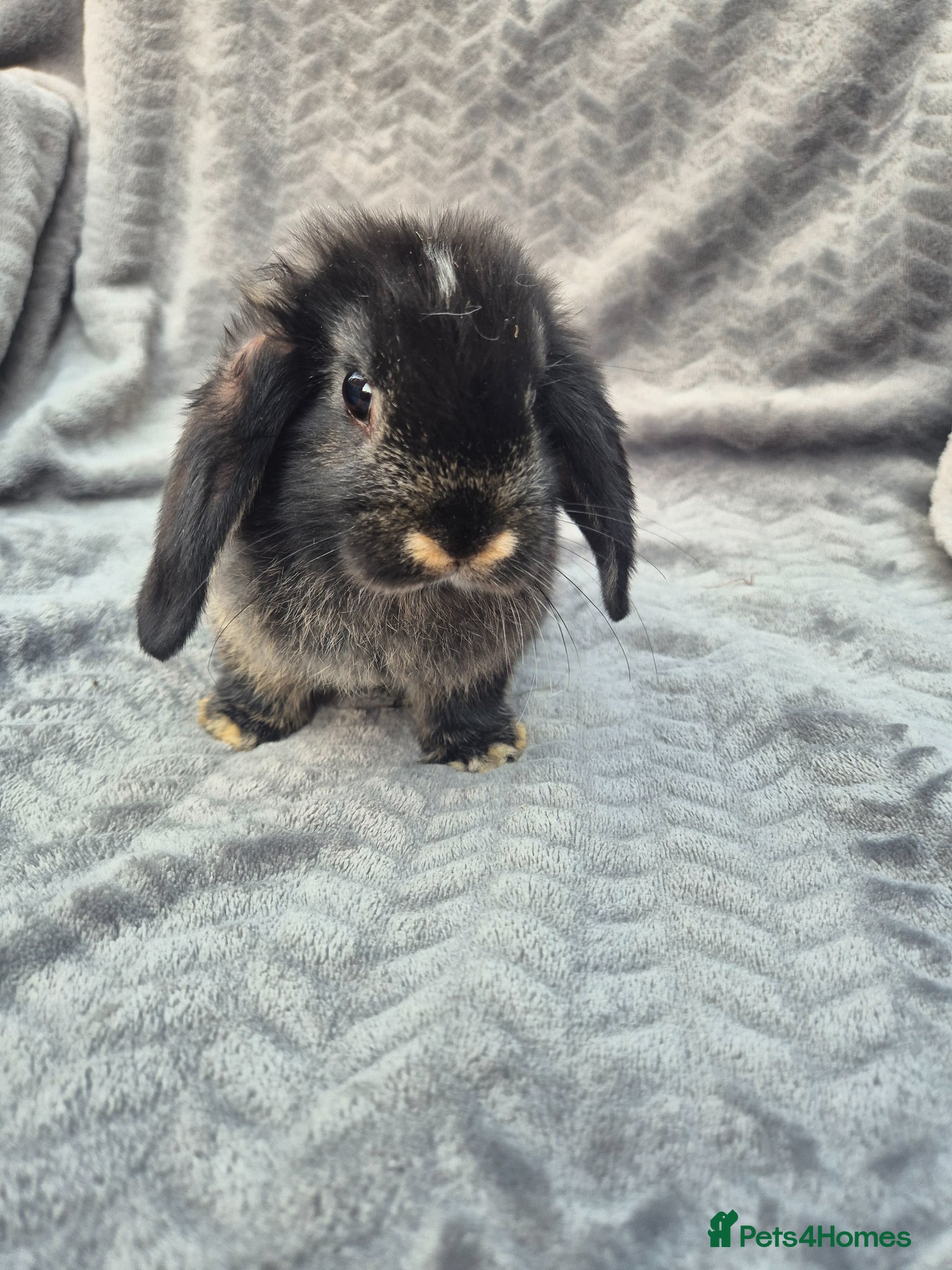 Mini Lop rabbits Beautiful Mini Lop Baby Bunnies  - Advert 2