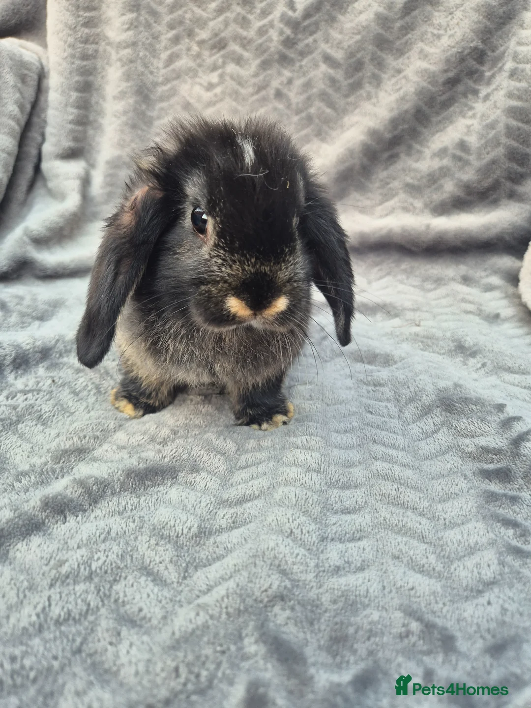 Mini Lop rabbits for sale: Beautiful Mini Lop Baby Bunnies  - Advert 2