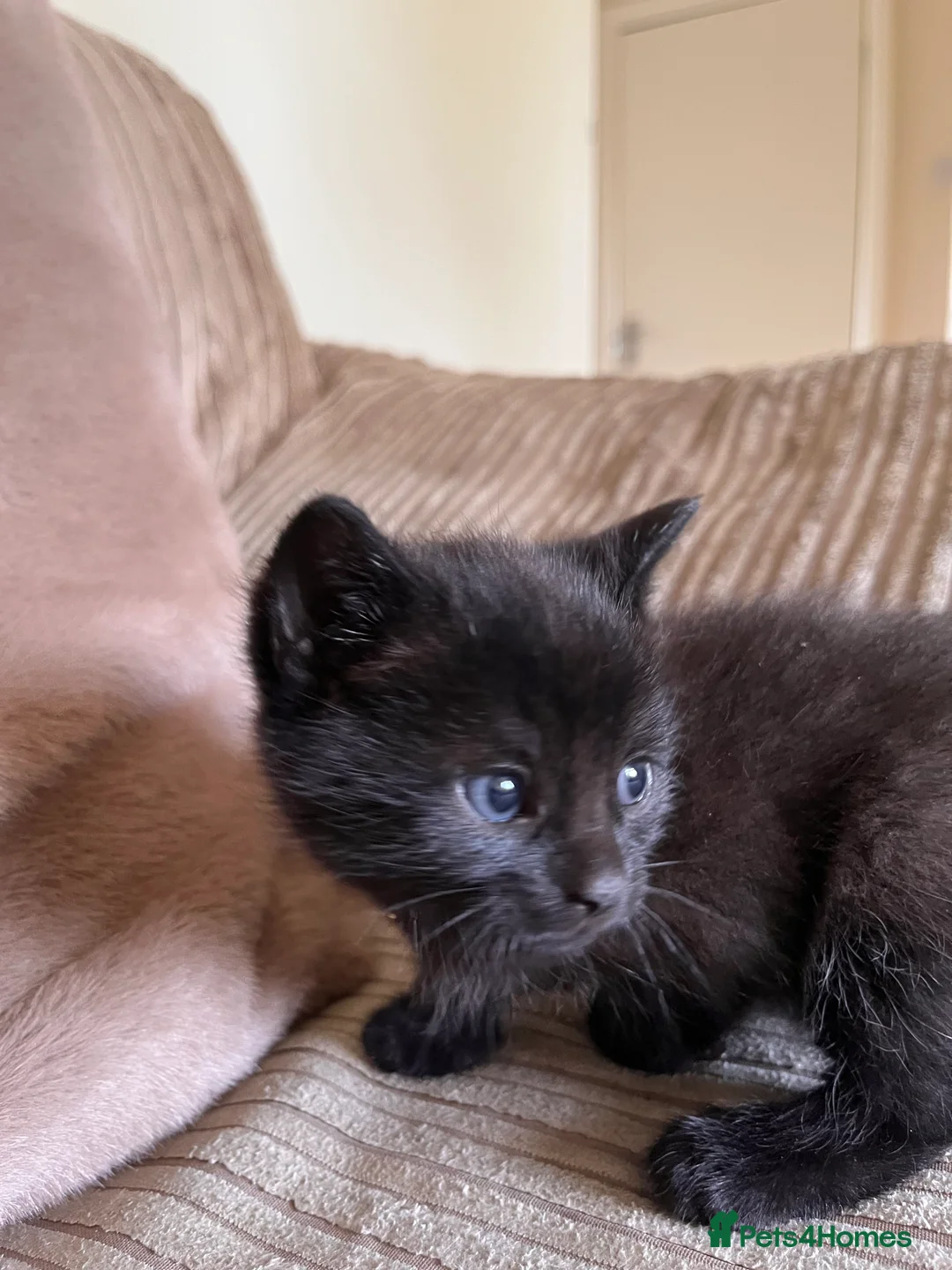 Mixed Breed cats for sale: Grey and black striped kittens For Sale - Advert 28