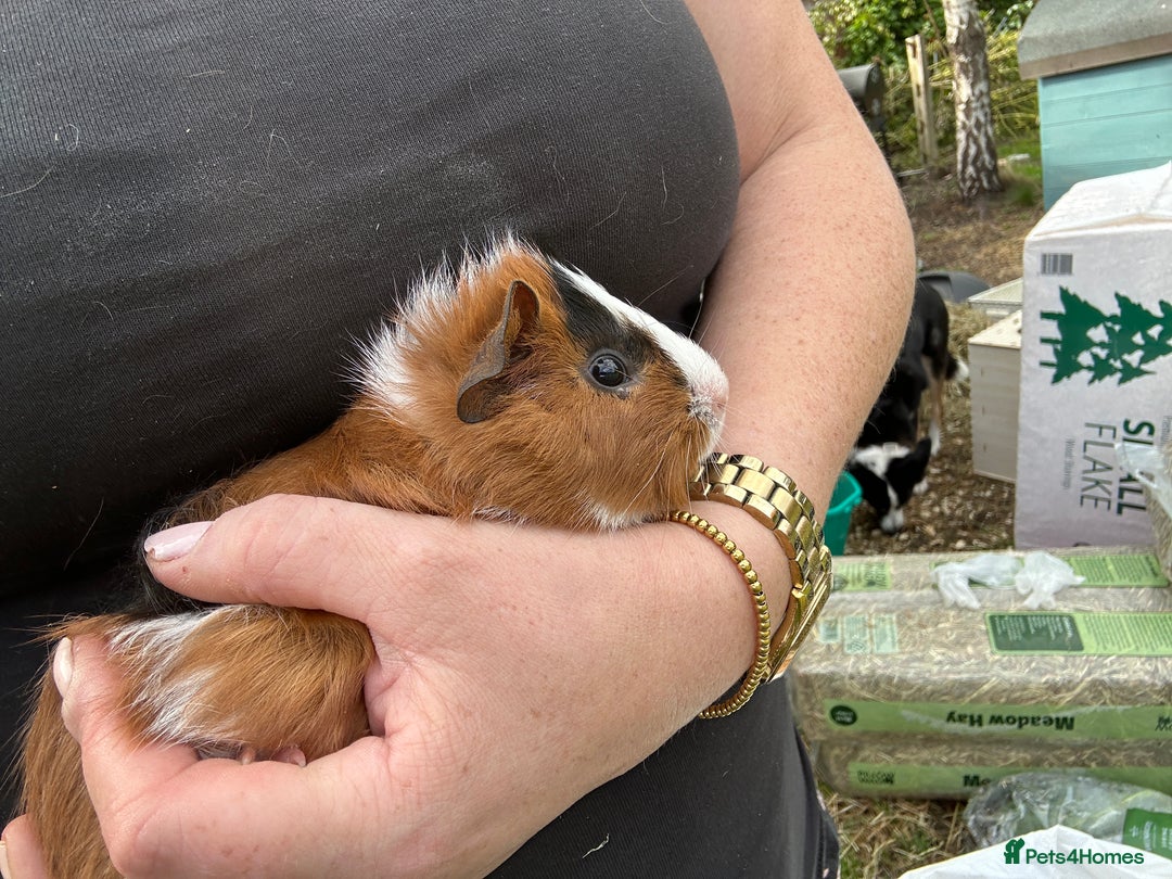 Guinea Pig rodents for sale: Baby Guinea Pigs ready now - Image 6