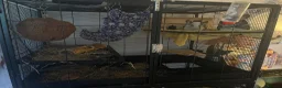 Chinchilla rodents for sale: 3 Male Chinchillas and Cage in Hornsea - Advert 3