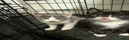 Mixed Breed cats for sale: Just 1 beautiful grey&white kitten left Ready Now - Advert 6
