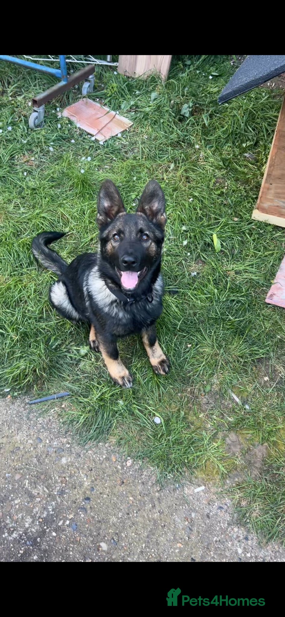 German Shepherd dogs 4month DDR German Shepherd puppy (Working Line) - Advert 8