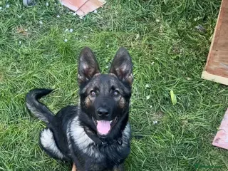 German Shepherd dogs 4month DDR German Shepherd puppy (Working Line) - Advert 8