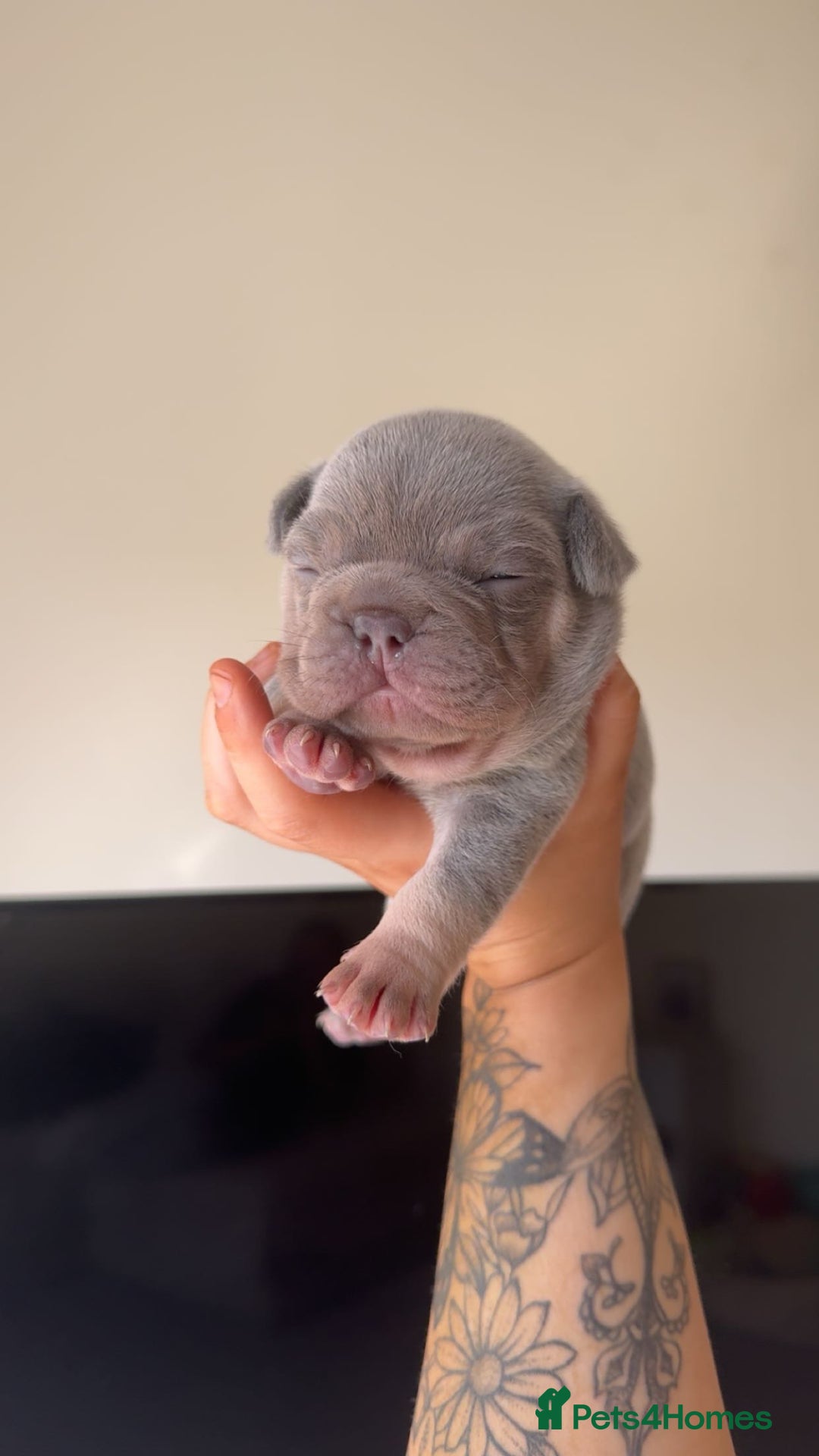 French Bulldog dogs for stud: Proven lilac & tan boy carrying cream & testable - Image 9