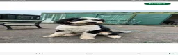 Bernedoodle dogs for sale: F2b midi Bernedoodle  - Advert 28
