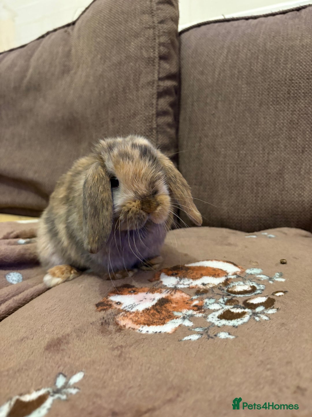 Mini Lop rabbits for sale: Bonded Mini Lop Harlequin Pair. Sold Together Only - Advert 13