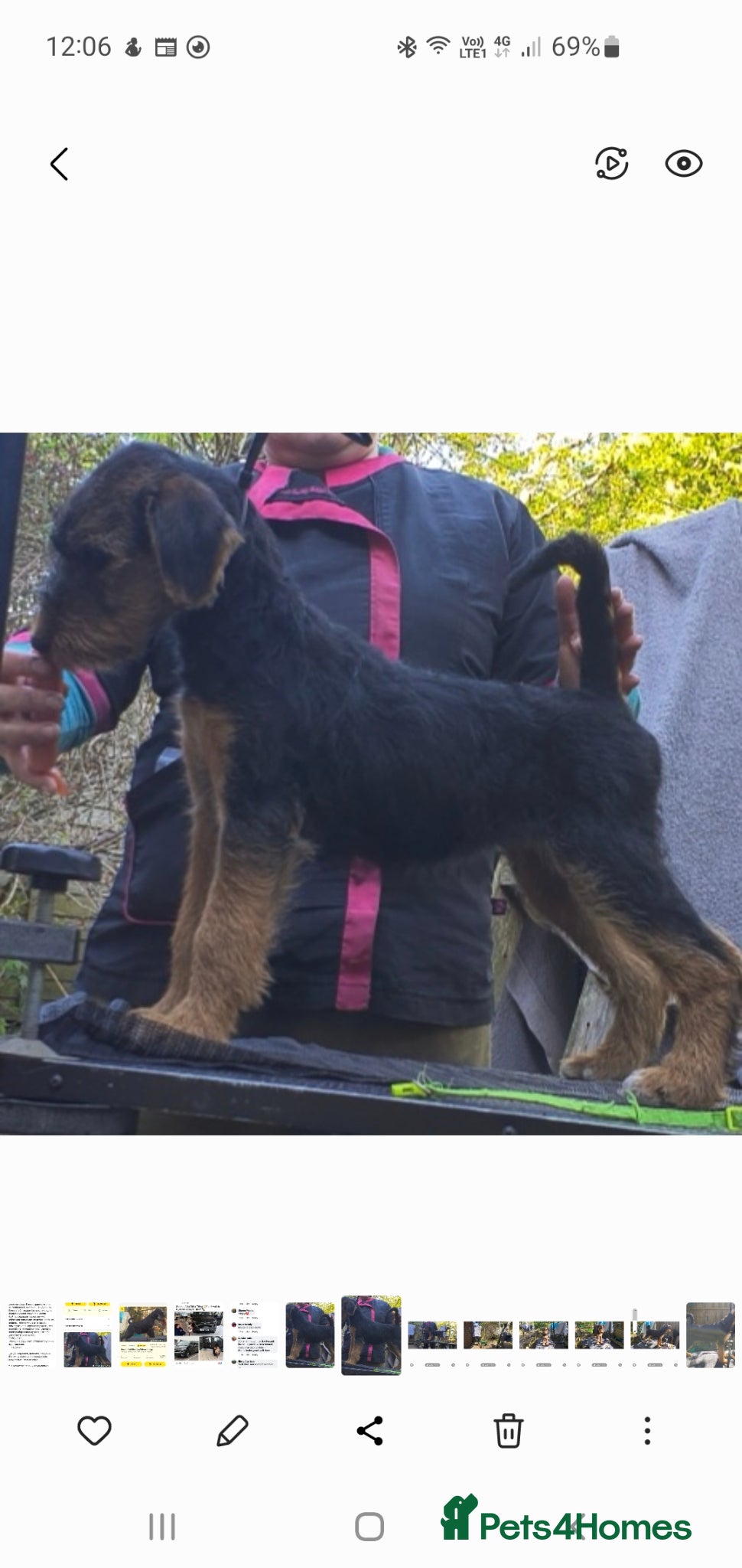 Airedale Terrier dogs Airedale Puppies from health tested parents  - Advert 3