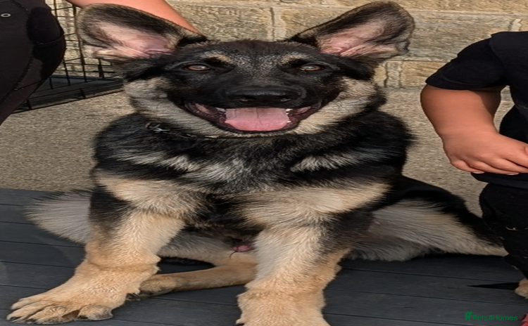 German Shepherd dogs - Advert 8
