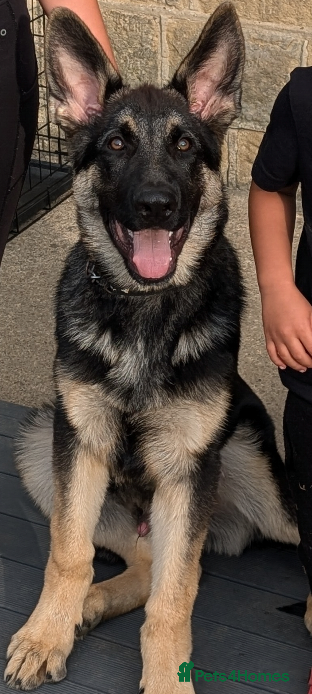 German Shepherd dogs for sale: German shepherd puppy  - Image 1