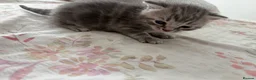 British Shorthair cats for sale: British shorthair /russian blue kittens  - Advert 12
