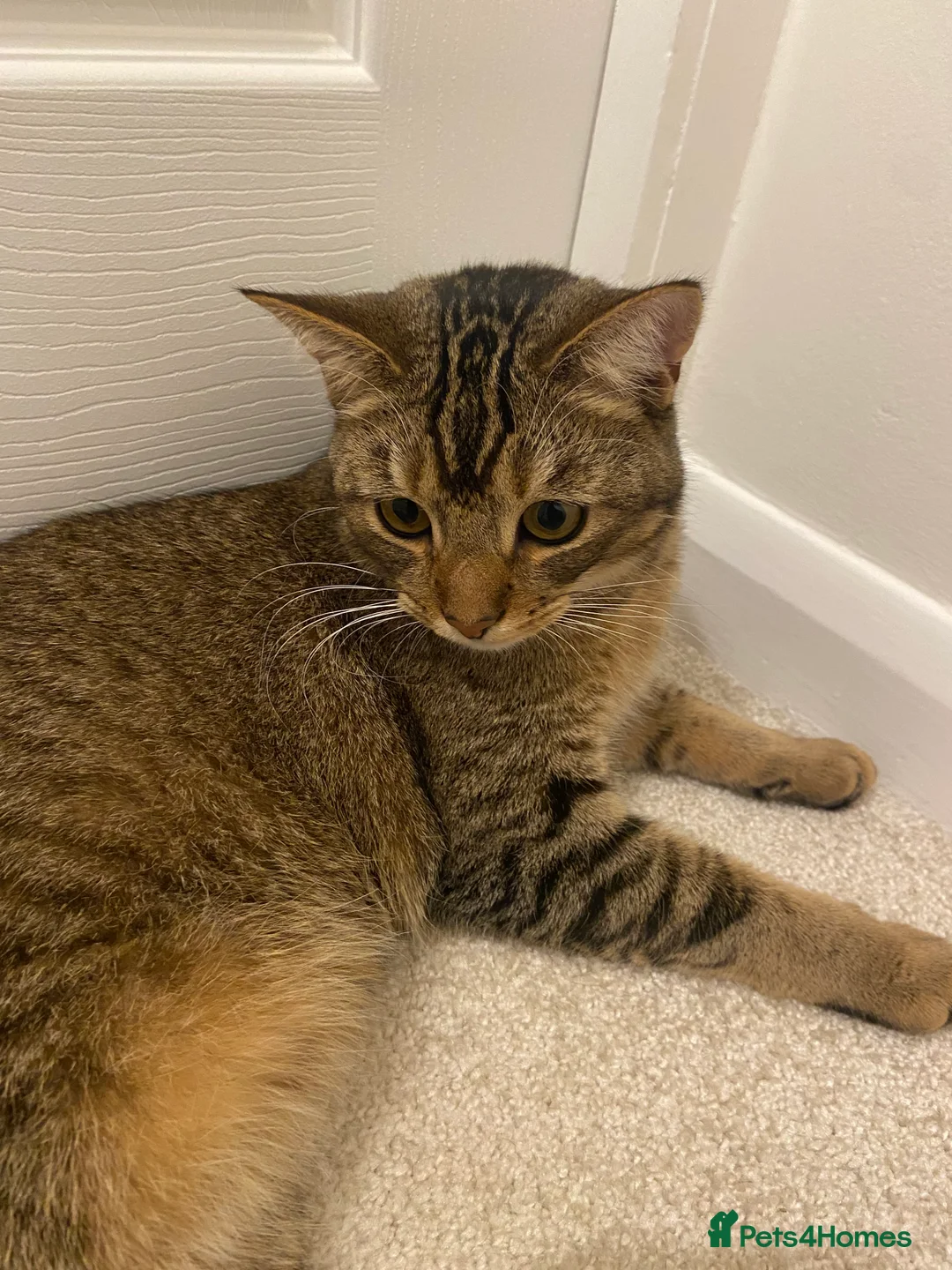 Mixed Breed cats for sale: Persian mix 9 month old kitten 💙 - Advert 1