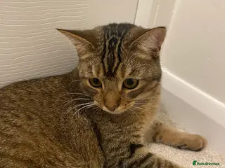 Mixed Breed cats Persian mix 9 month old kitten 💙 - Advert 3