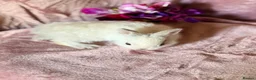Netherland Dwarf rabbits for sale: Beautiful Neverland Dwarf Pure Breeds in Yeovil - Advert 4