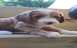 Australian Labradoodle dogs for sale: Australian Labradoodle puppies in Basildon - Image 3