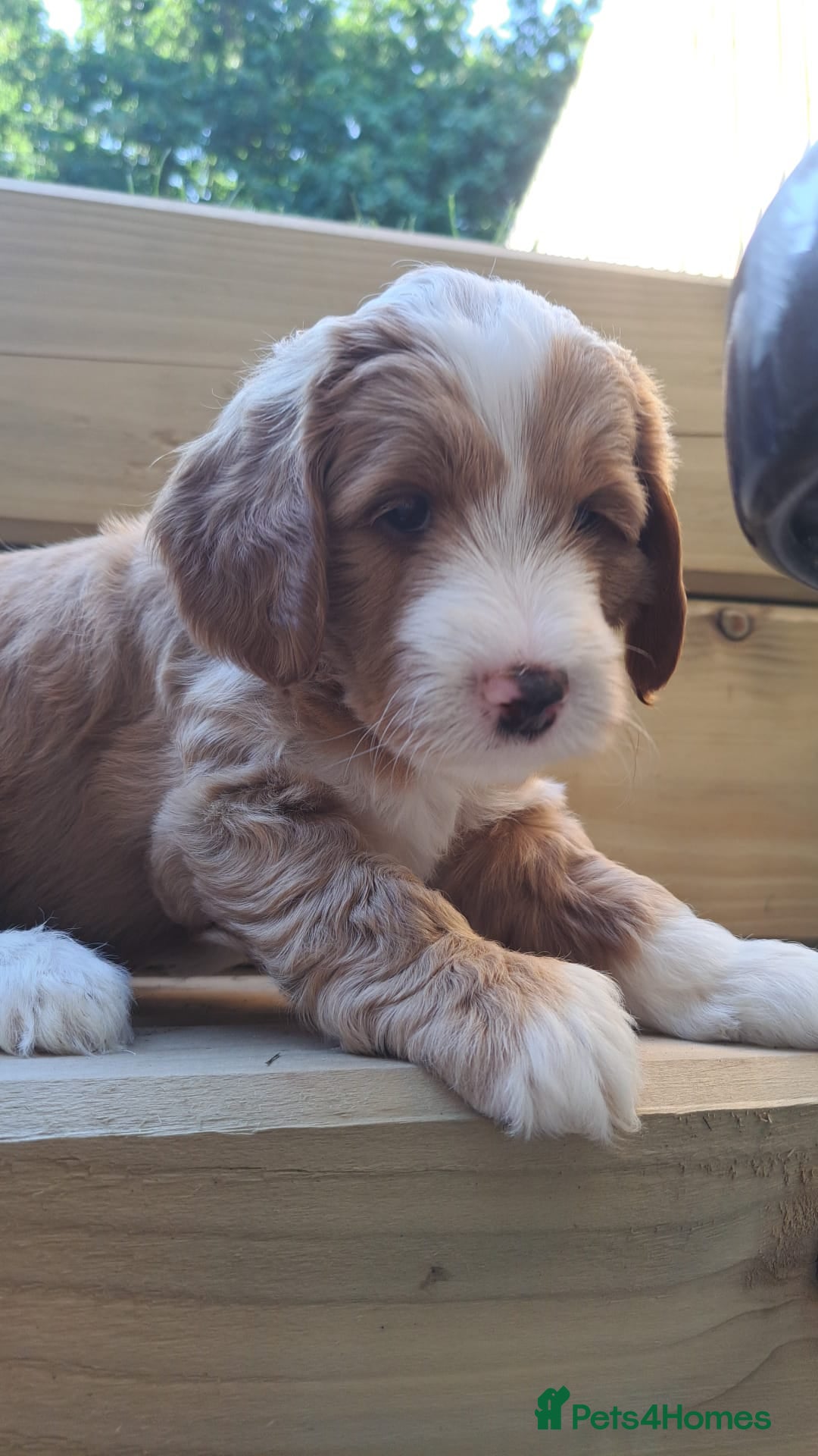 Australian Labradoodle dogs for sale: Australian Labradoodle puppies in Basildon - Image 3