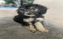 Cockapoo dogs for sale: Gorgeous Cockapoo puppy’s   - Image 1