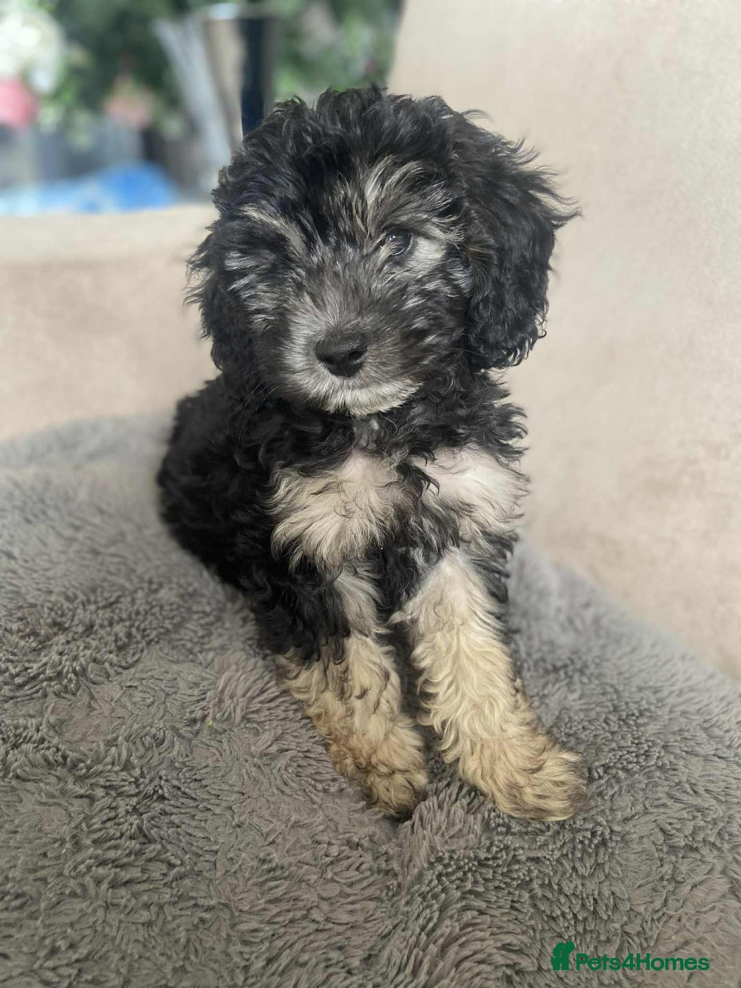 Cockapoo dogs for sale: Gorgeous Cockapoo puppy’s   - Image 1