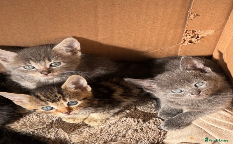 Mixed Breed cats - Advert 4
