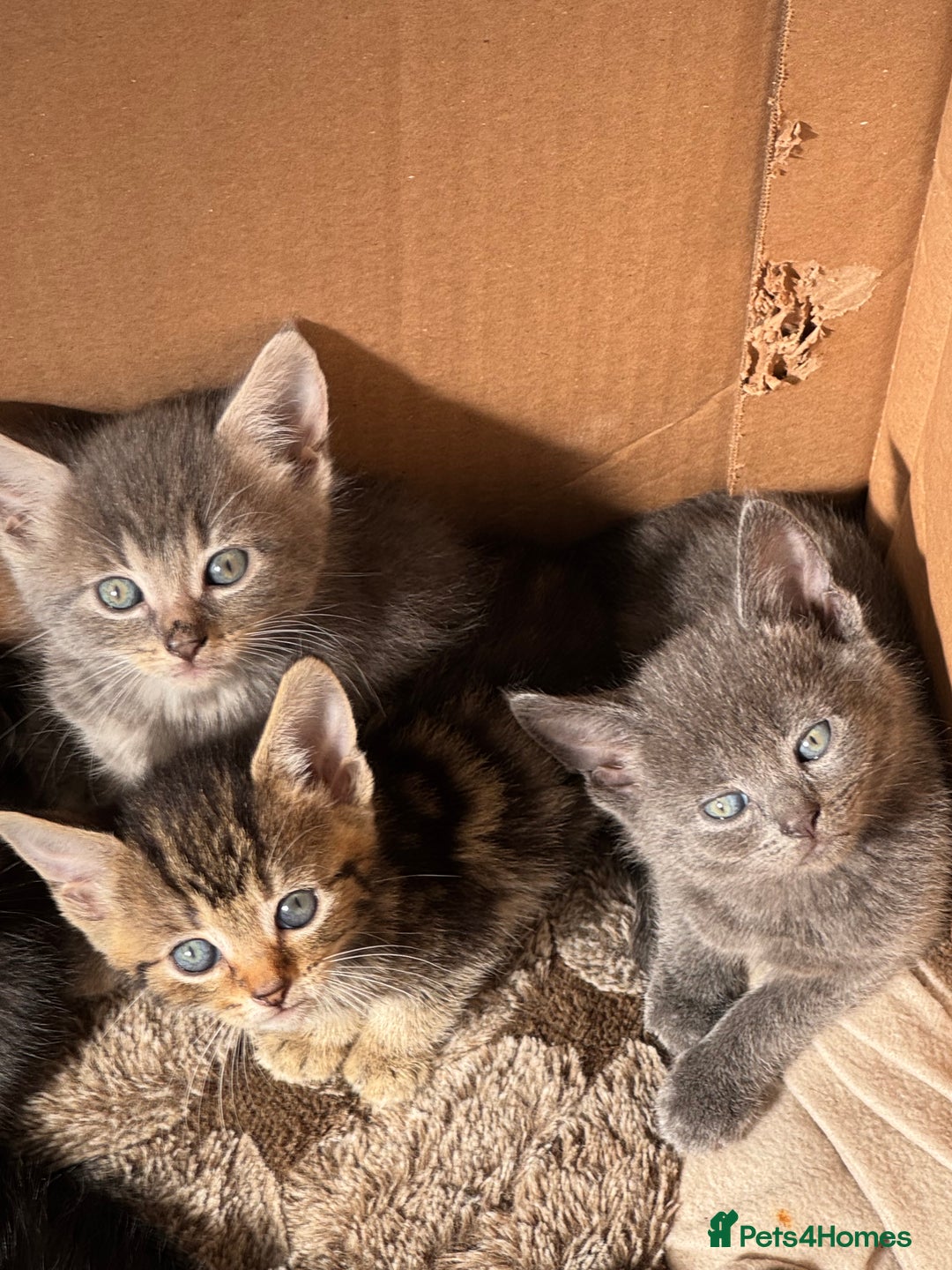 Mixed Breed cats for sale: 4 beautiful kittens left  - Image 1