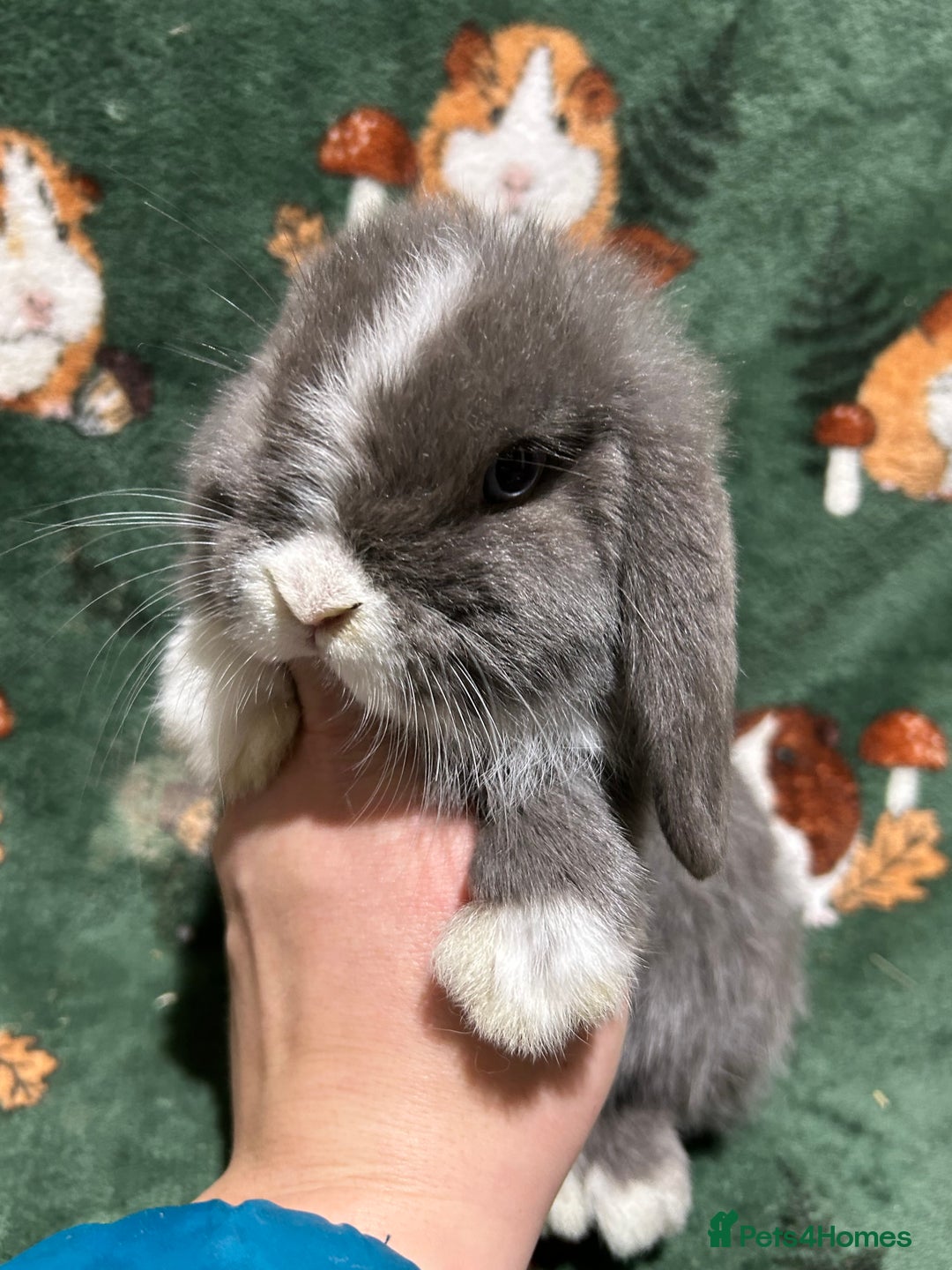 Mini Lop rabbits for sale: Beautiful Baby Mini Lops  - Advert 2
