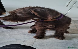 Mixed Breed dogs for sale: Doodle pointerpoodle boy in Cumnock - Image 1