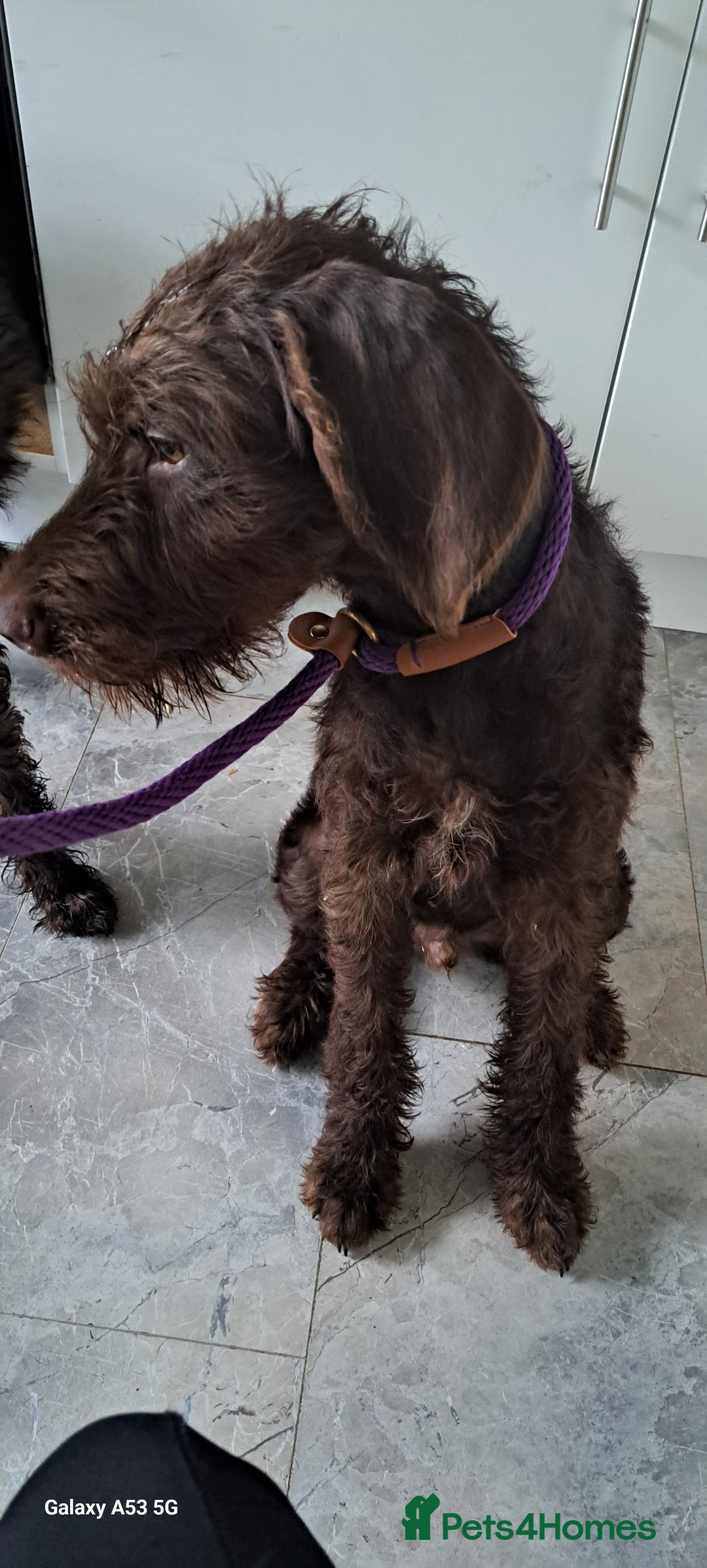 Mixed Breed dogs for sale: Doodle pointerpoodle boy in Cumnock - Image 1
